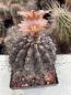 Preview: Pyrrhocactus spec. rosa